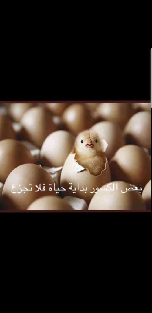 مختارات