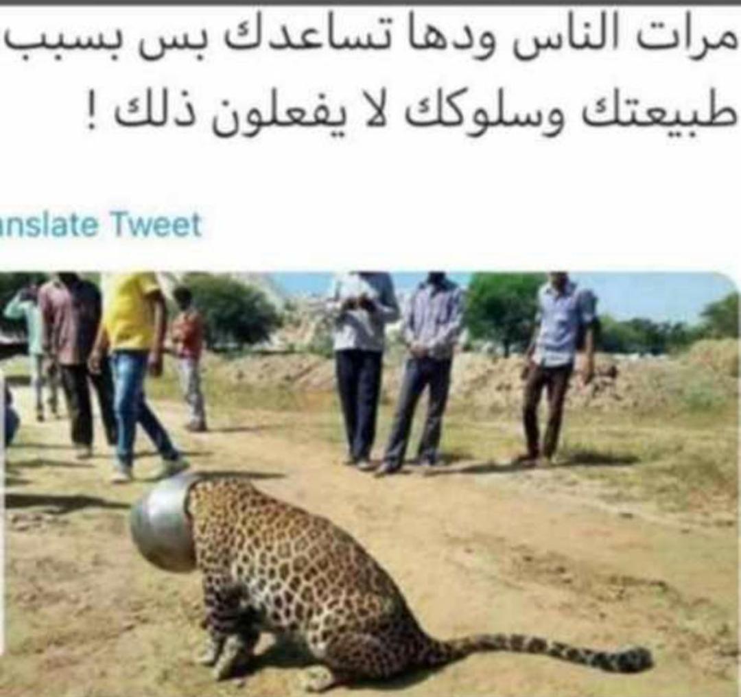 مختارات