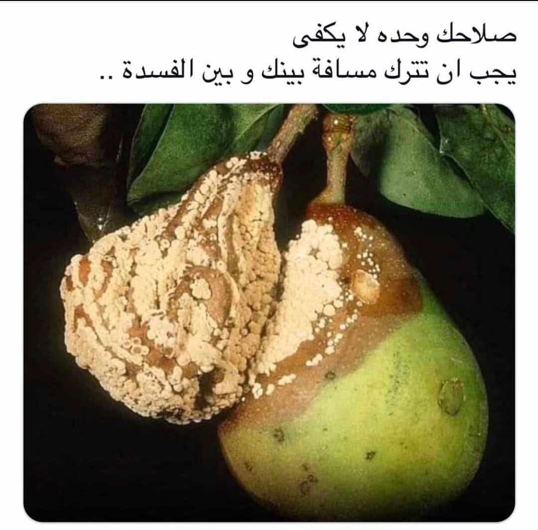 مختارات