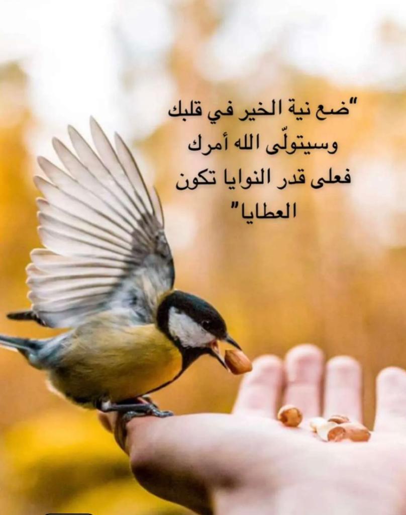 مختارات