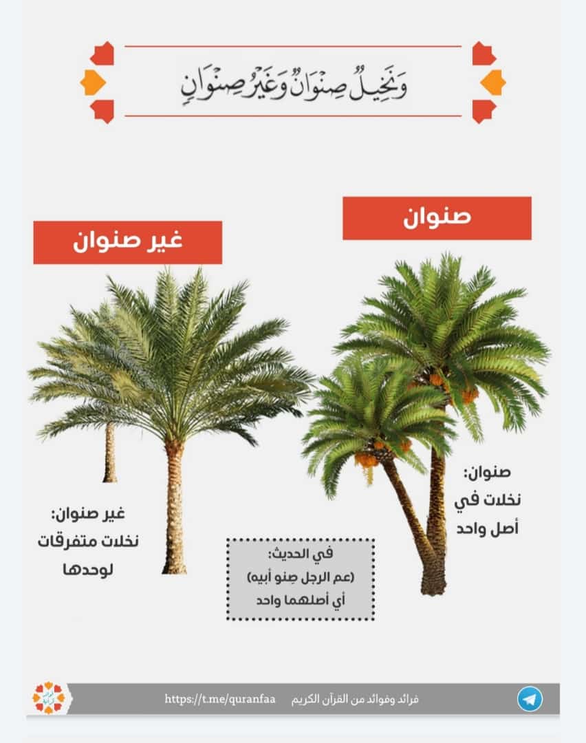 ونخيل صنوان وغير صنوان