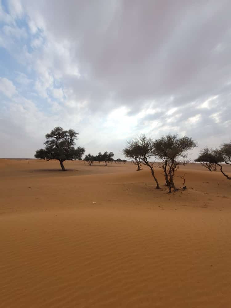 مختارات