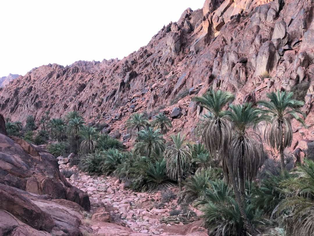 مختارات