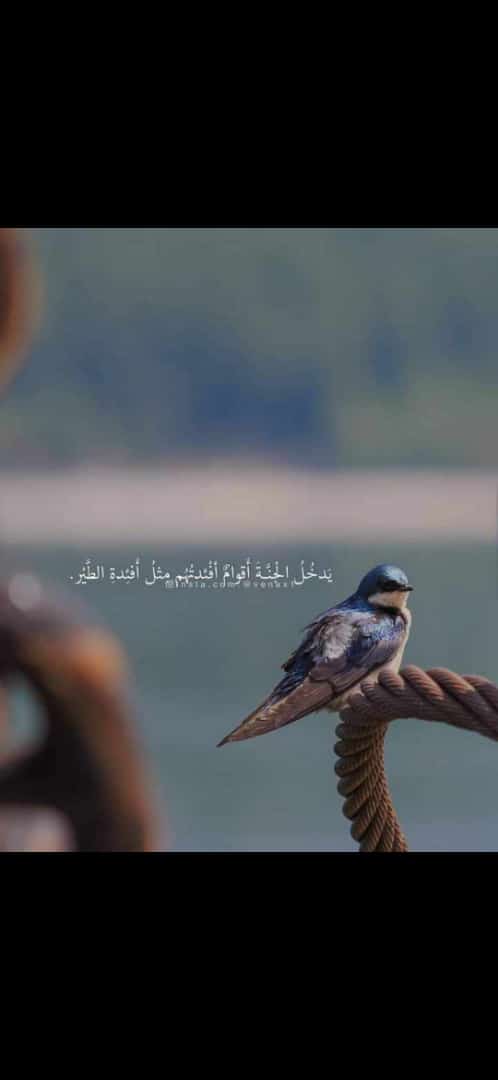 يَدْخُلُ الجَنَّةَ أقْوامٌ، أفْئِدَتُهُمْ مِثْلُ أفْئِدَةِ الطَّيْرِ